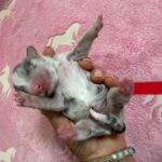 Havanese Mini Poodle (HavePoo / Poovanese / HavaDoodle / HavaNoodle) Puppies for sale breeder