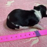 Havanese Mini Poodle (HavePoo / Poovanese / HavaDoodle / HavaNoodle) Puppies for sale breeder