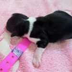 Havanese Mini Poodle (HavePoo / Poovanese / HavaDoodle / HavaNoodle) Puppies for sale breeder