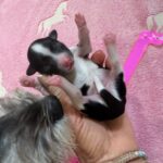 Havanese Mini Poodle (HavePoo / Poovanese / HavaDoodle / HavaNoodle) Puppies for sale breeder