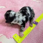 Havanese Mini Poodle (HavePoo / Poovanese / HavaDoodle / HavaNoodle) Puppies for sale breeder