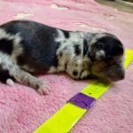 Havanese Mini Poodle (HavePoo / Poovanese / HavaDoodle / HavaNoodle) Puppies for sale breeder