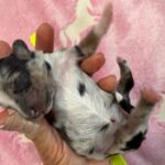 Havanese Mini Poodle (HavePoo / Poovanese / HavaDoodle / HavaNoodle) Puppies for sale breeder