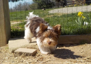 Dad- Yorkshire Terrier "JackPot"