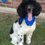 Moyen Poodle