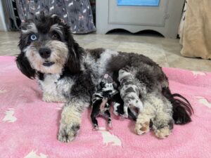 Havanese Mini Poodle (HavePoo / Poovanese / HavaDoodle / HavaNoodle) Puppies for sale breeder