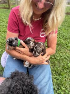 Puppies for sale