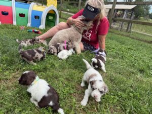 Puppies for sale